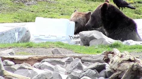 largest grizzly ice chest.